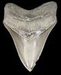 , Beautiful, Serrated Megalodon Tooth - Georgia #52401-1
